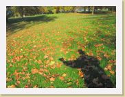 2006-11-16_13-31-05_novembre_37,6mm_1_500_eme_Canon PowerShot A95 * 2592 x 1944 * (824KB)